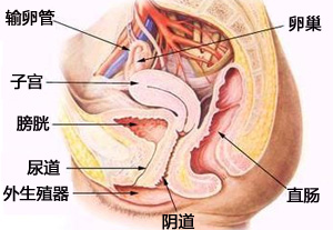 成都治疗阴道性不孕需要多少钱