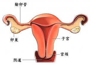 成都治疗阴道性不孕需要多少钱